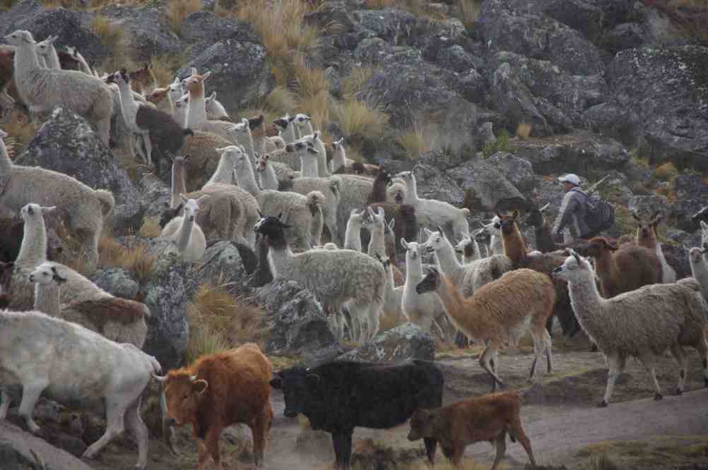 Troupeau de lamas et de vaches mélangés, le 7 août 2008