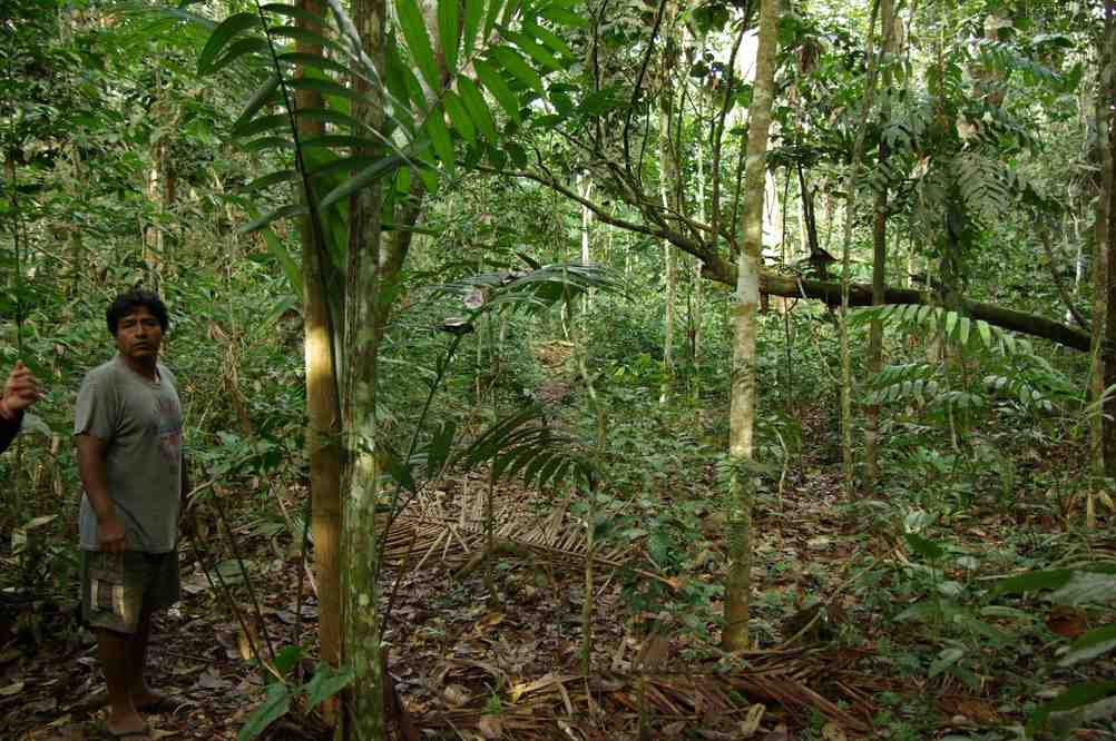Balade en forêt amazonienne, le 14 août 2008