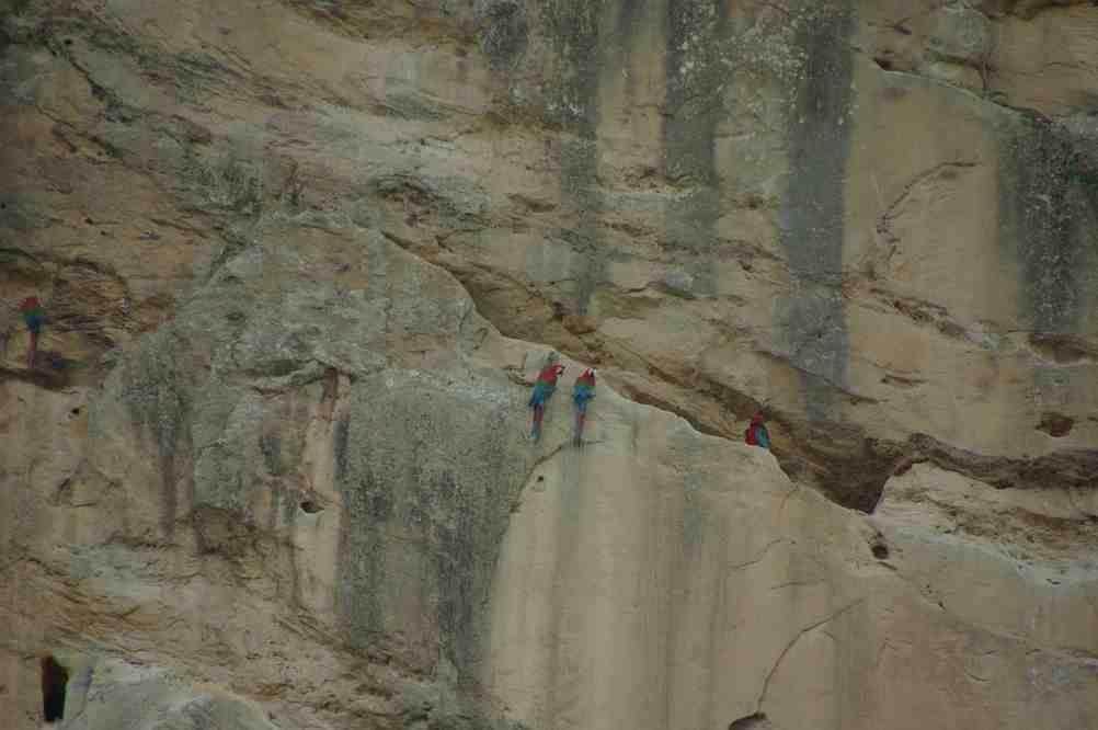 Perroquets sur une falaise, le 15 août 2008