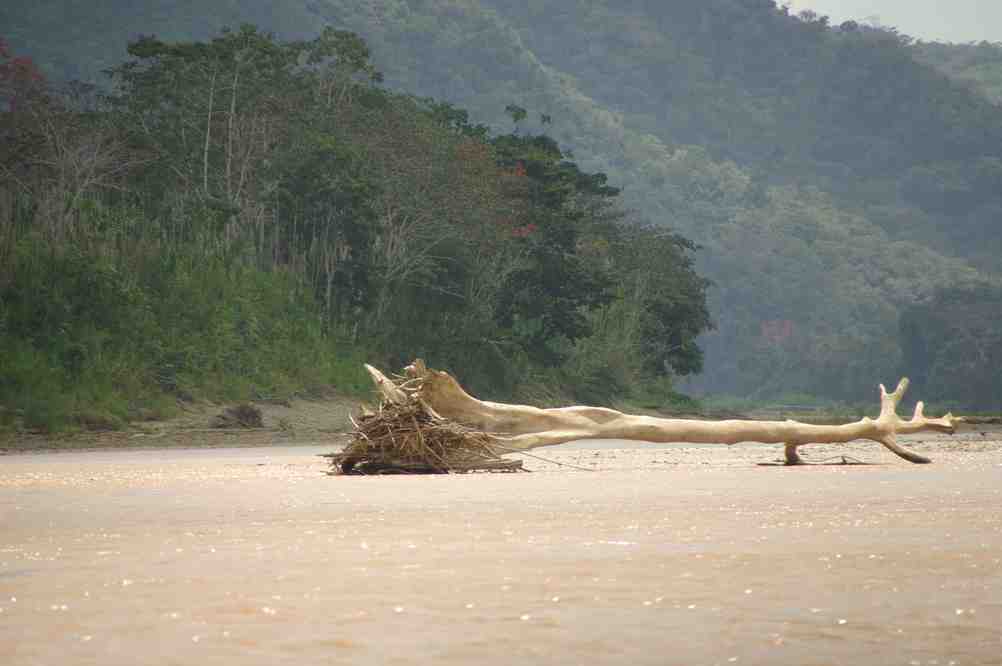 Arbre échoué sur les rives du rio Beni, le 15 août 2008