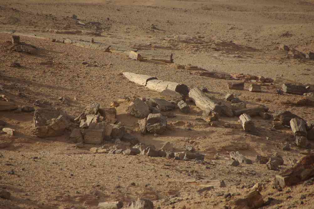 Troncs pétrifiés dans le désert près de Karima, le 1ᵉʳ janvier 2009