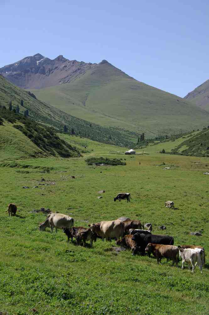 Troupeau et yourte abandonnés dans la vallée de Buzunbay, le 10 août 2009