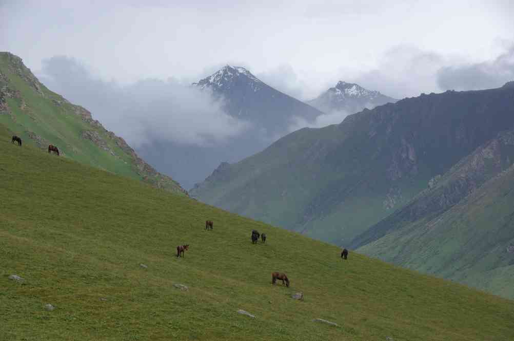 Chevaux à demi sauvages au confluent de la vallée d’Achutor (Ашутор), le 12 août 2009