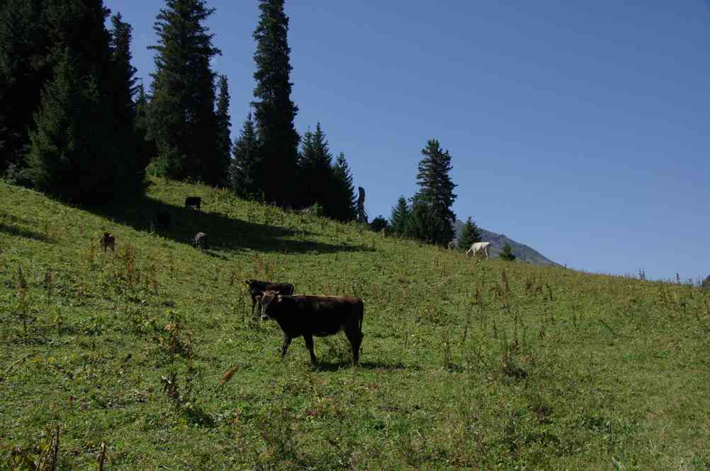 Balade en montagne à vaches près de Karkara, le 24 août 2009