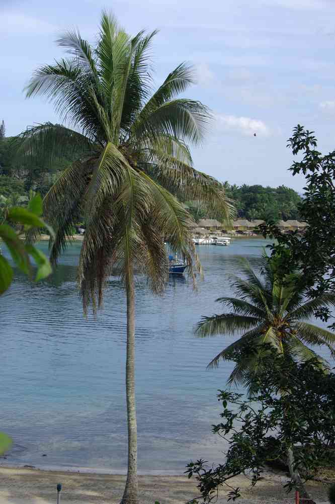 Cocotier à Port-Vila le 10 août 2011