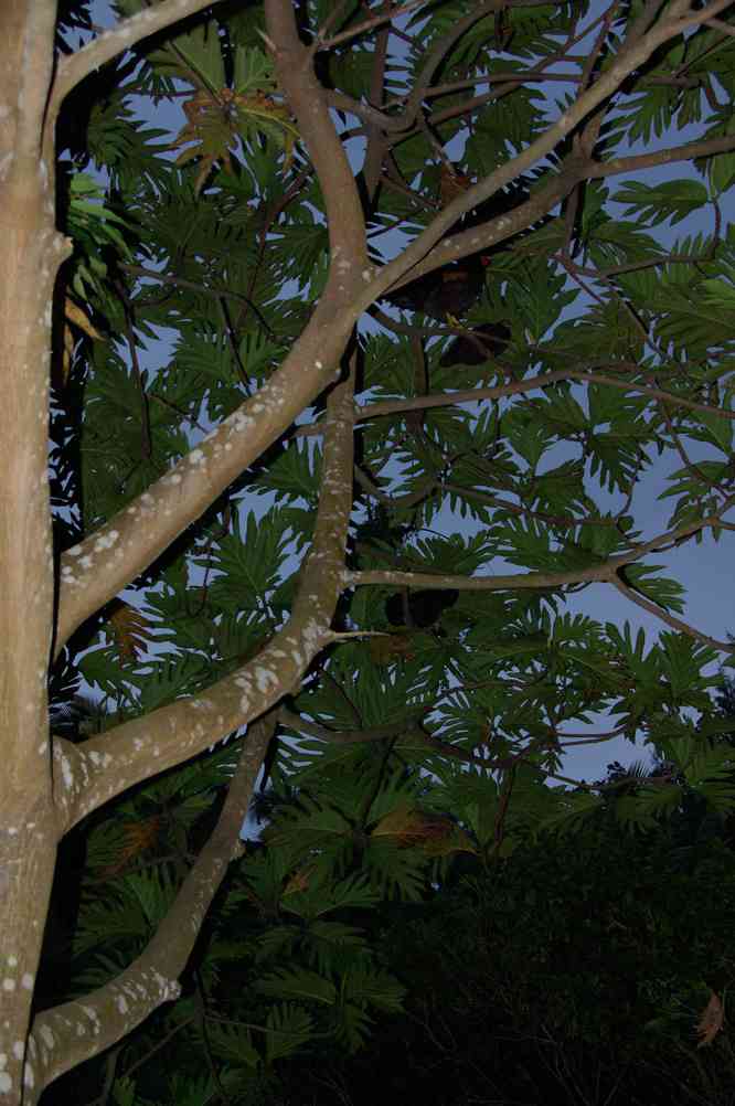 Coucher des poules dans les arbres à Lalinda, le 14 août 2011