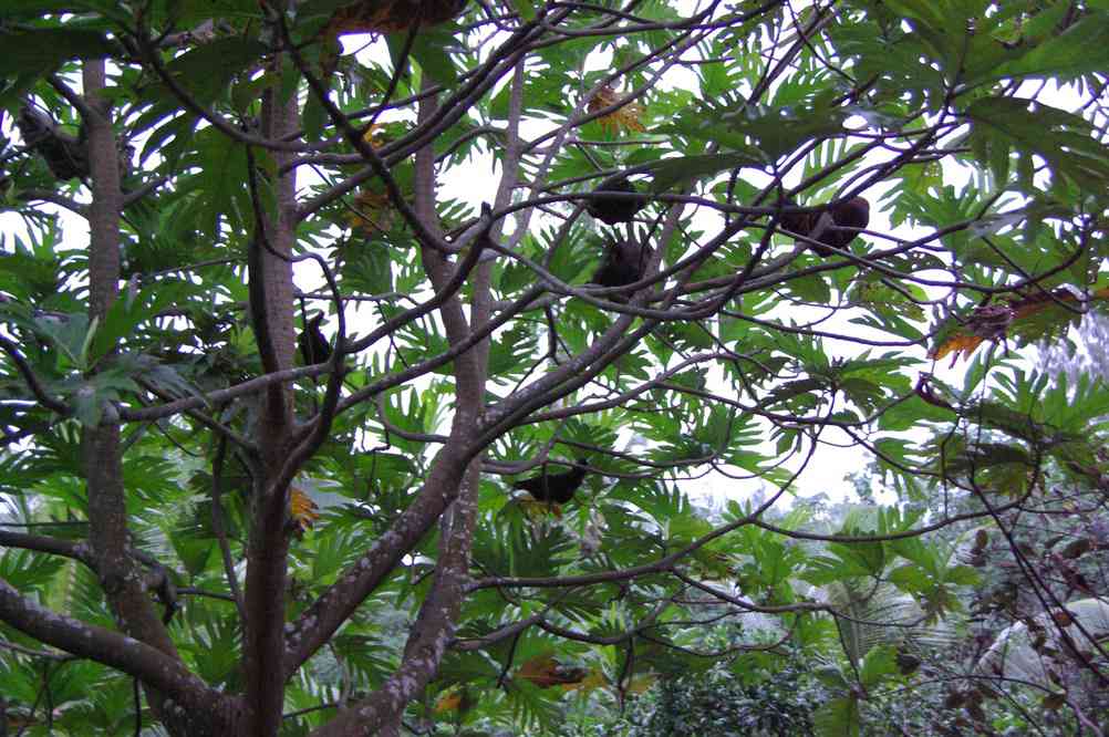 Coucher des poules dans les arbres à Lalinda, le 15 août 2011