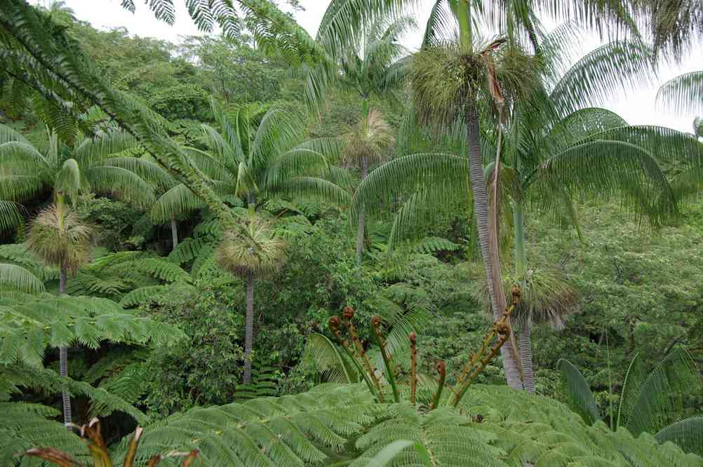 Progression dans une forêt de palmiers, le 15 août 2011