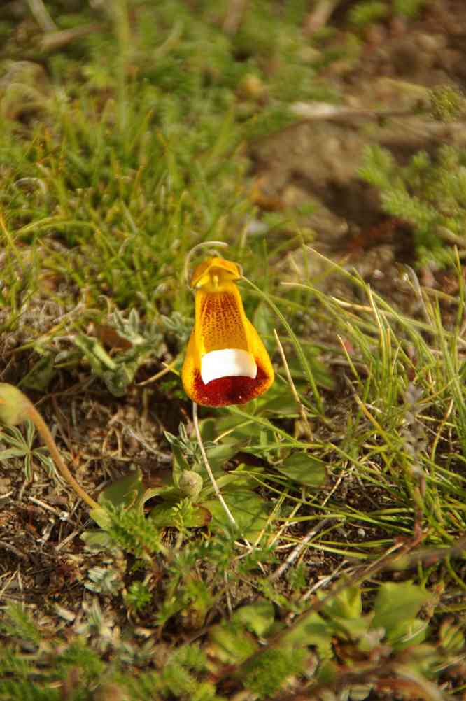 Calcéolaire (calceolaria uniflora) (merci Wikipedia !)