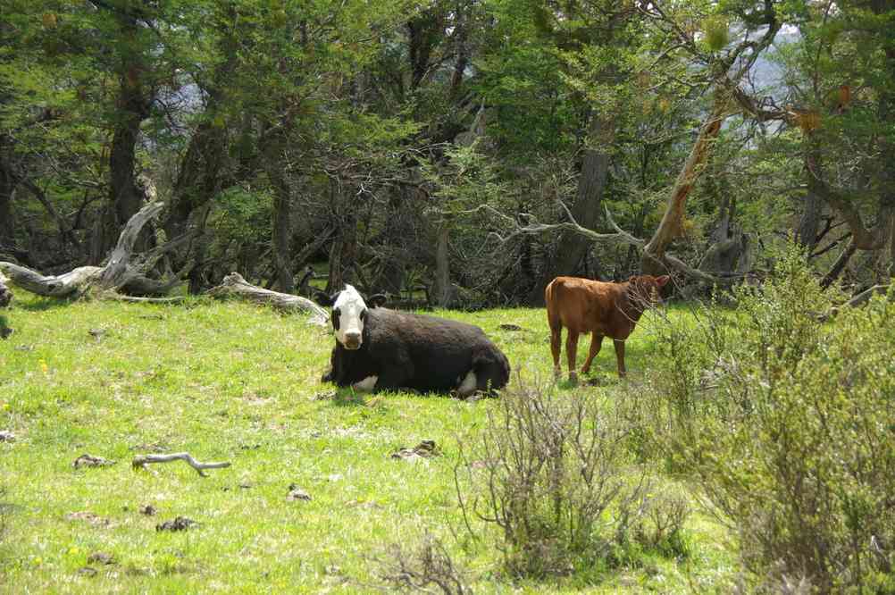 Les vaches du parc national (du Paine), le 14 novembre 2012