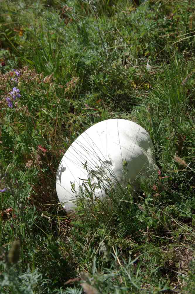 Ce n’est pas un œuf d’autruche mais un champignon, le 13 août 2013
