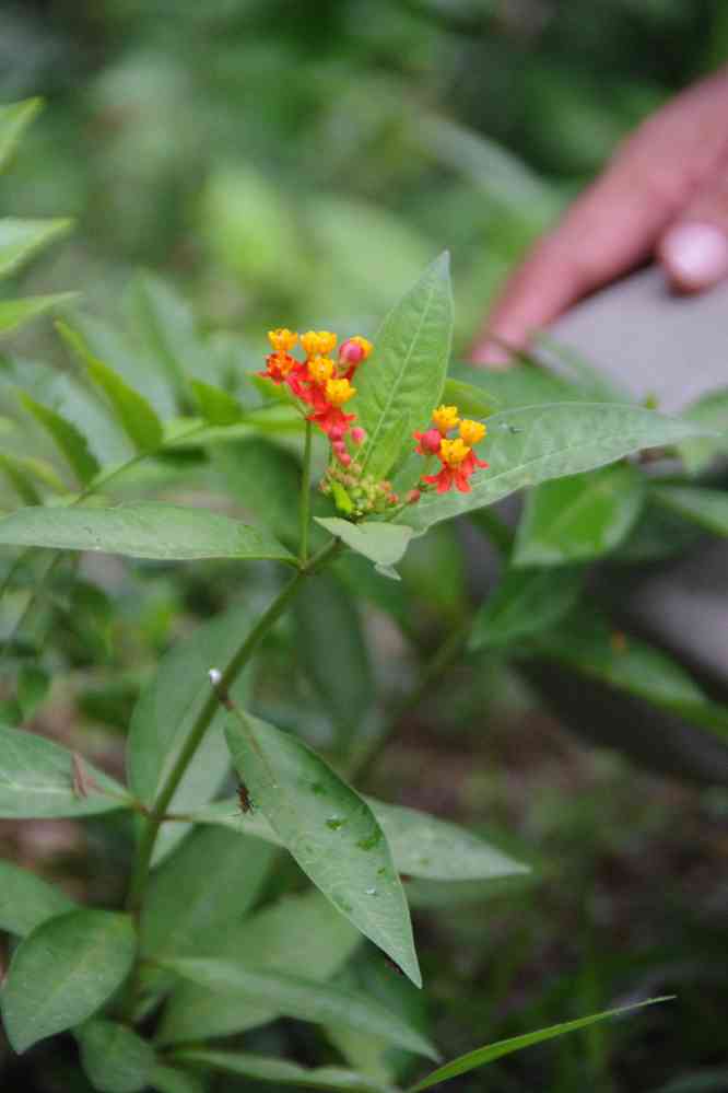 Randonnée dans la jungle près de Palenque. Cette fleur servirait à dévitaliser les dents, le 22 janvier 2016