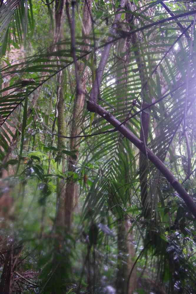 Randonnée dans la jungle près de Palenque, le 22 janvier 2016