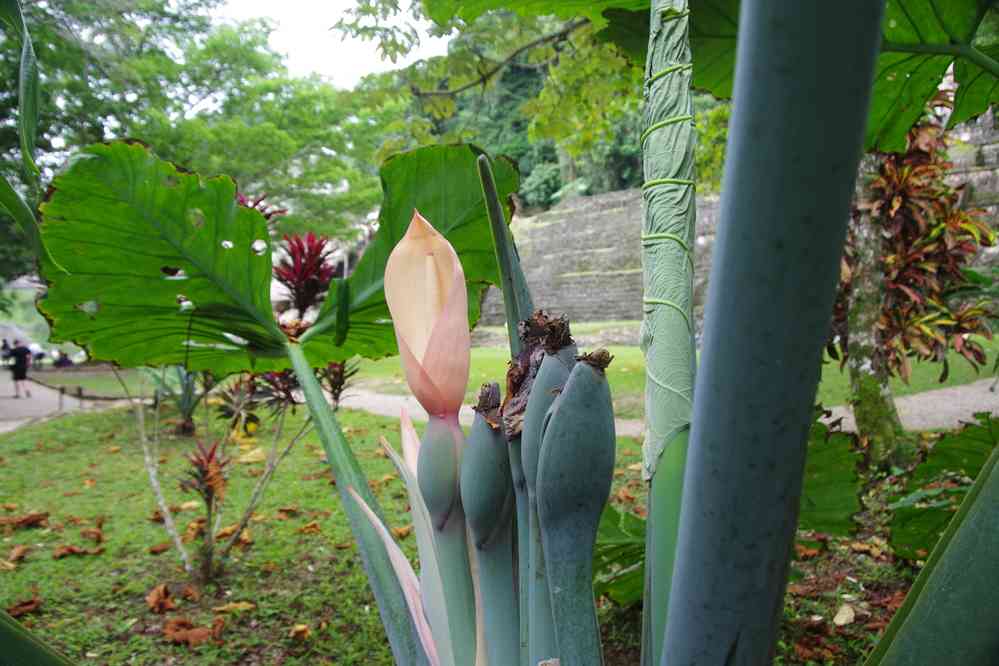 Palenque (fleur rare), le 23 janvier 2016