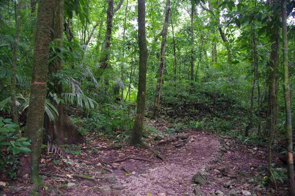 Randonnée dans la jungle en lisière du site de Palenque, le 23 janvier 2016