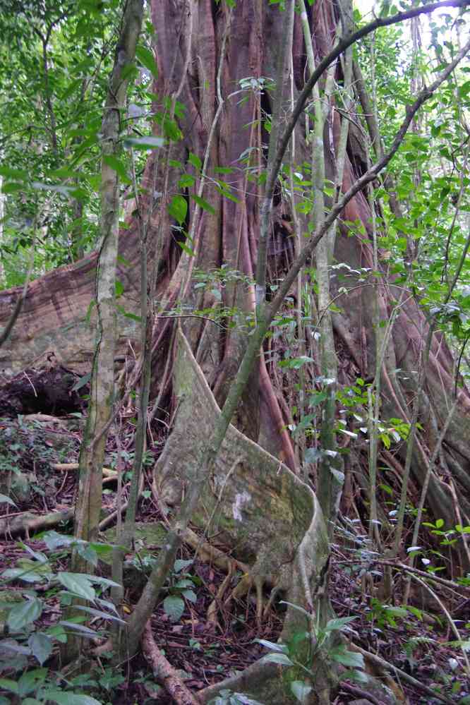 Randonnée dans la jungle en lisière du site de Palenque. Ficus macrophylla, le 23 janvier 2016