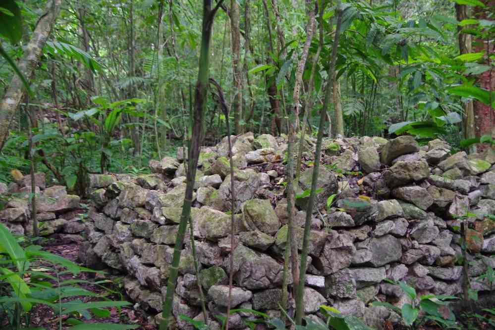 Randonnée dans la jungle en lisière du site de Palenque. Ruines mayas, le 23 janvier 2016