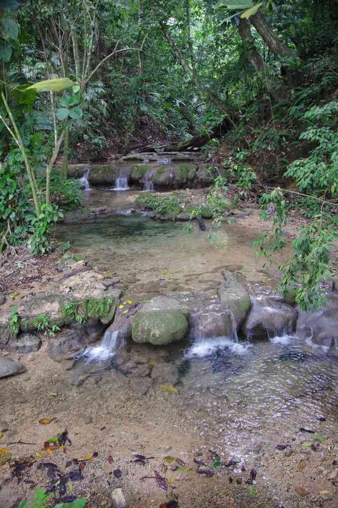 Randonnée dans la jungle en lisière du site de Palenque, le 23 janvier 2016
