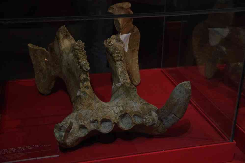 Musée d’Addis-Abeba (አዲስ አበባ), reste d’animal préhistorique, le 8 janvier 2017