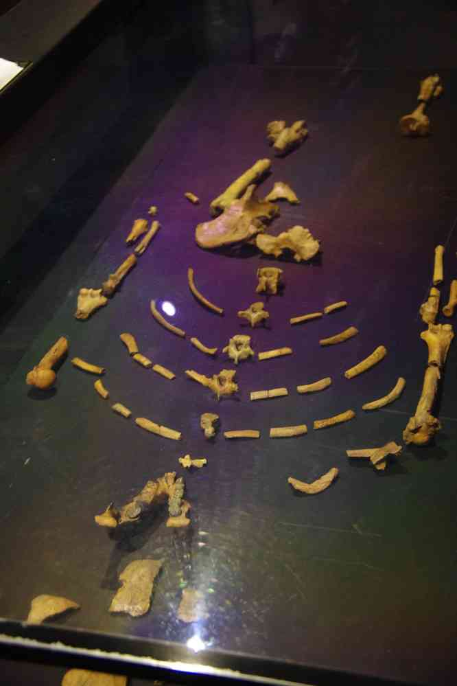 Copie de restes de l’australopithèque Lucy, musée d’Addis-Abeba (አዲስ አበባ), le 8 janvier 2017