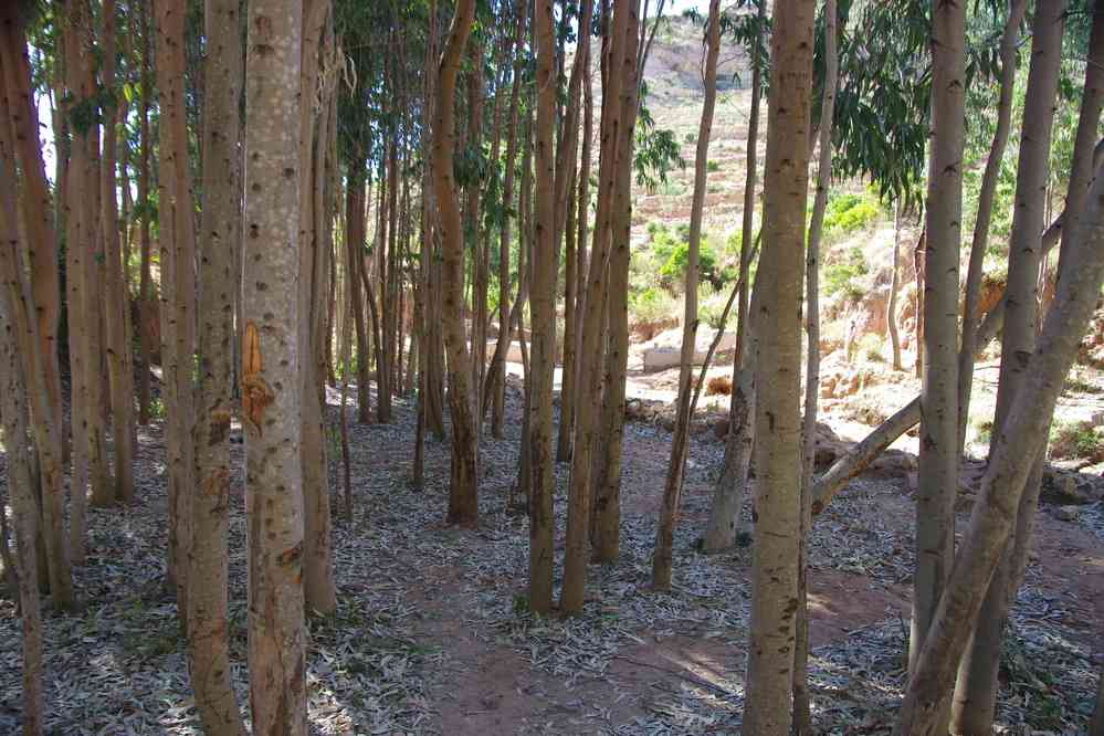 Trek dans le Guéralta (forêt d’eucalyptus), le 12 janvier 2017