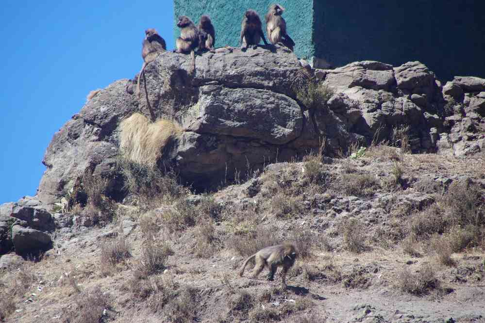 Trek dans le Simien (babouins gélada près du pique-nique), le 17 janvier 2017