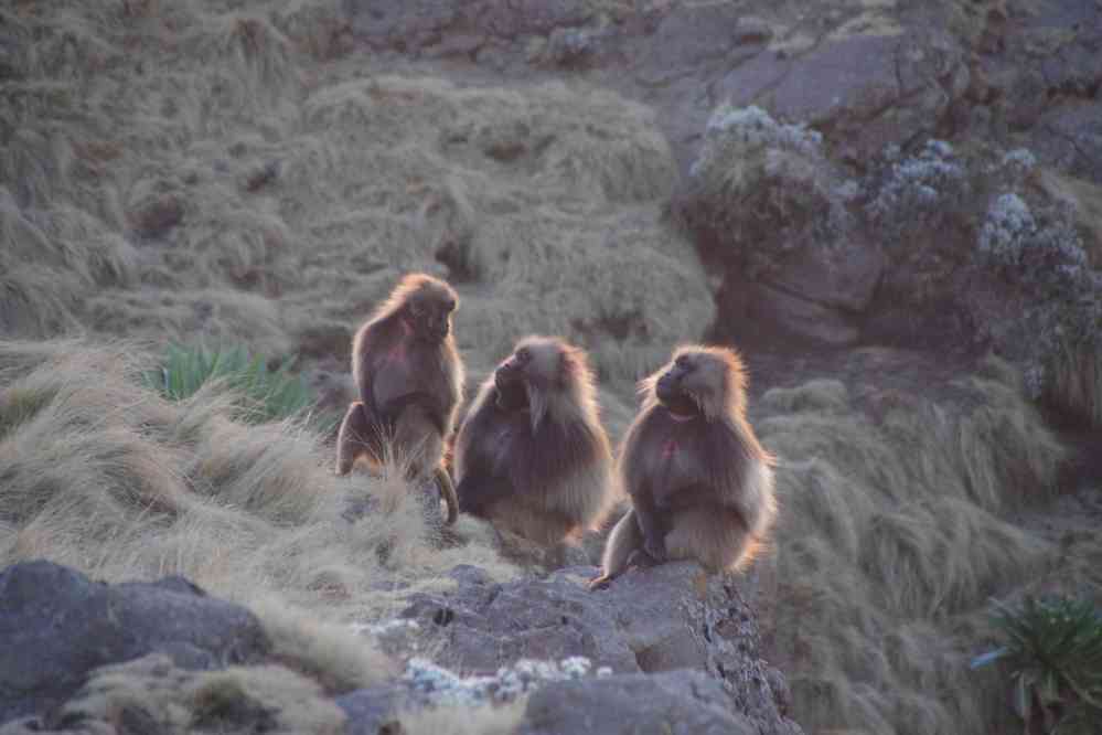 Trek dans le Simien (babouins gélada au mont Kedadit), le 17 janvier 2017