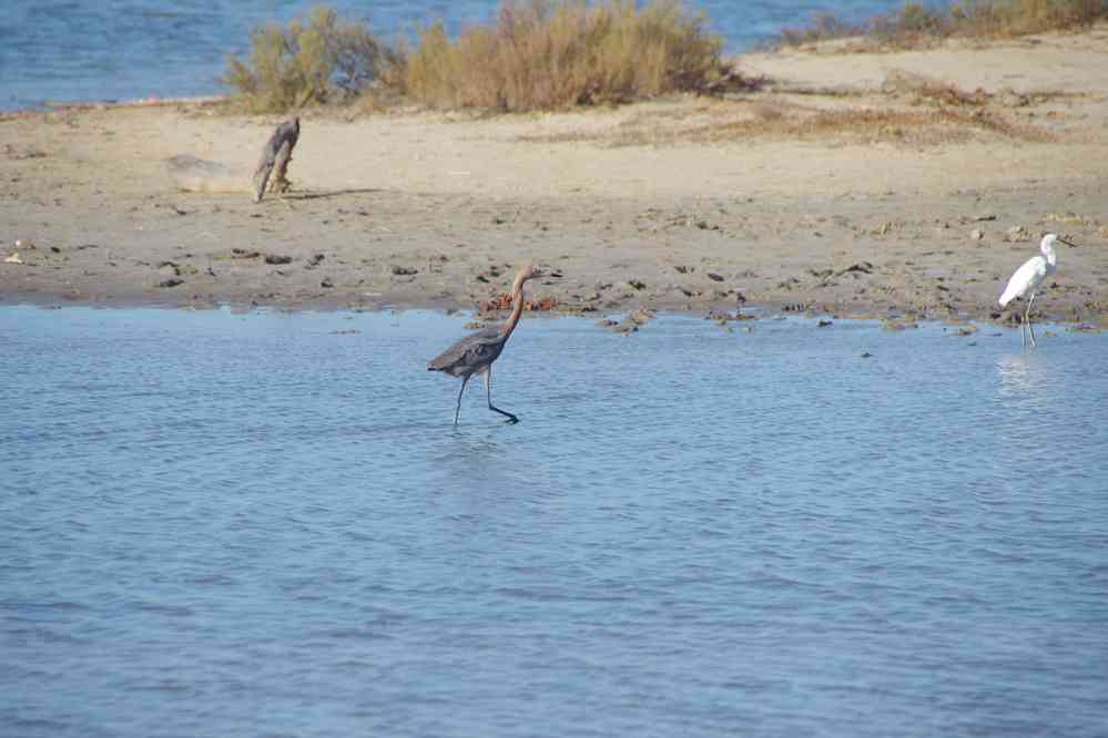 Observation ornithologique sur les rives de la Laguna Grande, le 24 janvier 2018
