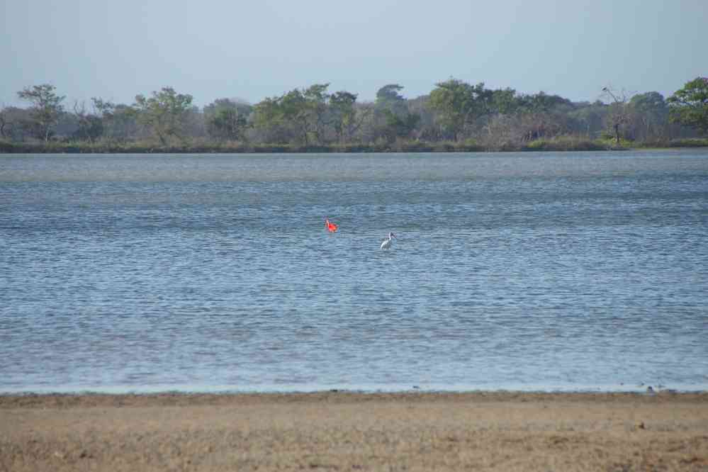 Balade le long de la lagune de Navio Quebrado. Ibis rouge, le 24 janvier 2018