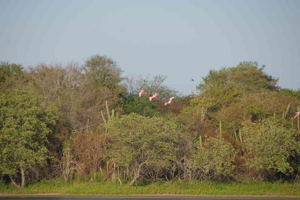 Balade le long de la lagune de Navio Quebrado. Vol d’ibis rouges, le 24 janvier 2018