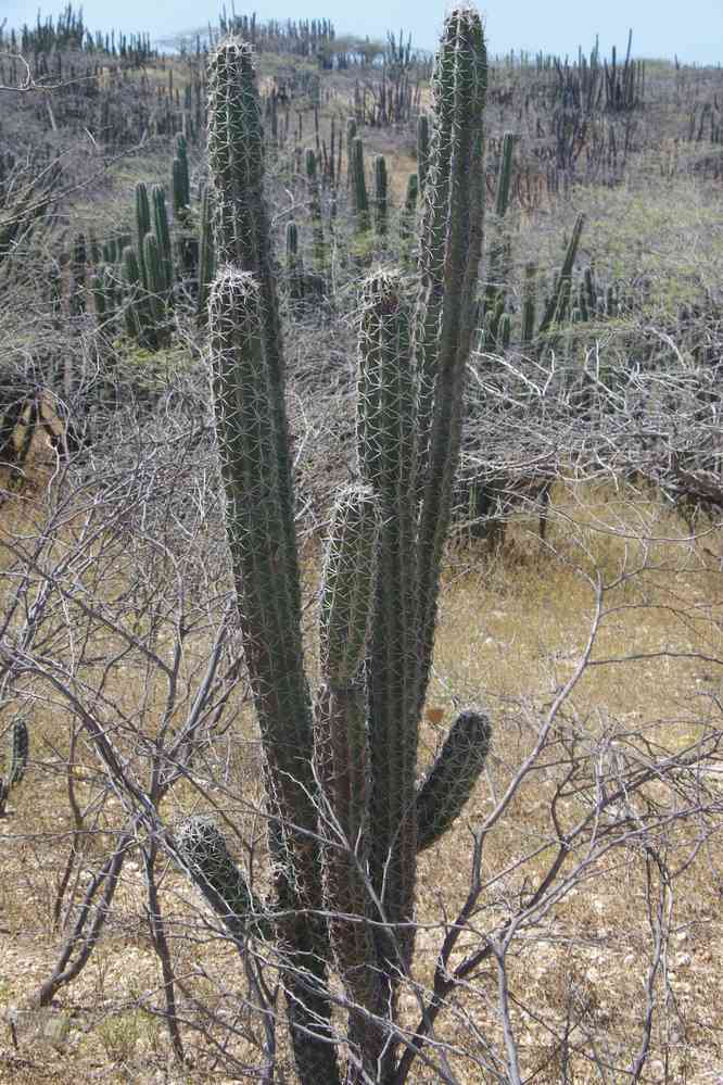 Paysage de cactus, le 25 janvier 2018