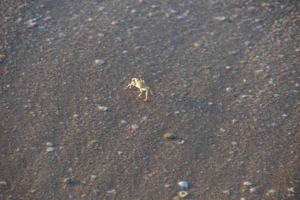 Petits crabes tropicaux véloces, le 25 janvier 2018