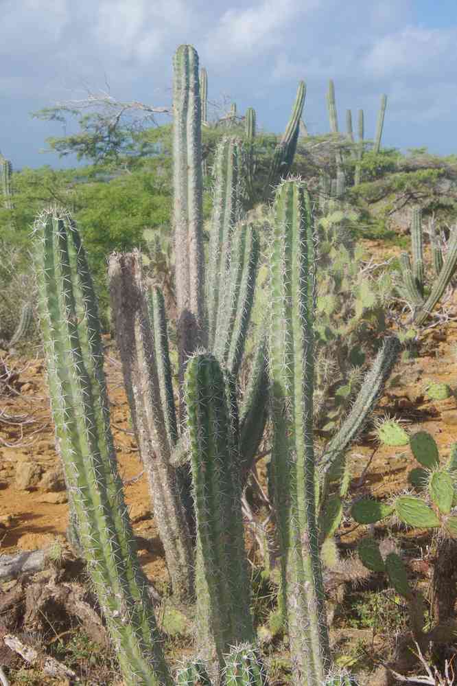 Paysage de la Guajira, le 26 janvier 2018