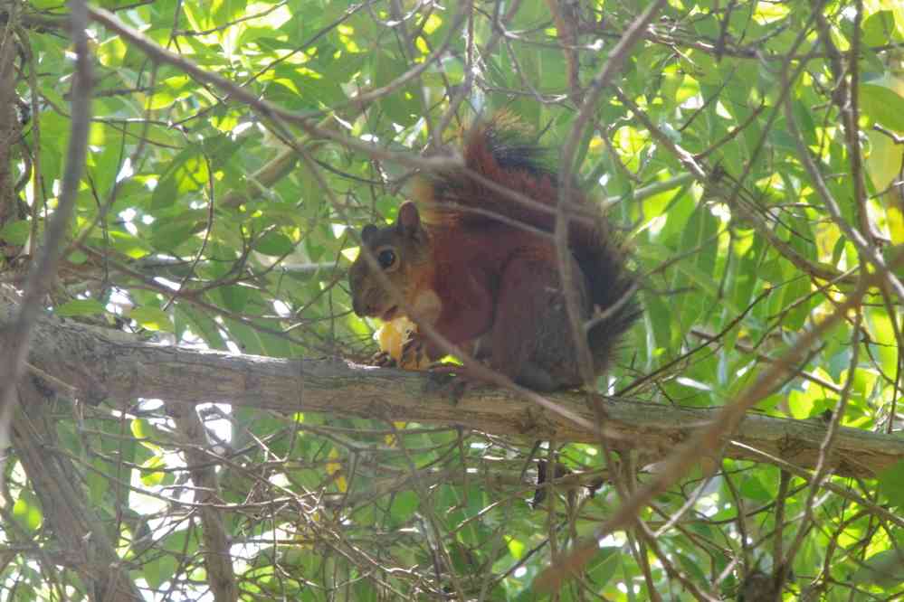 Carthagène-des-Indes : écureuil dans le parc du Centenaire, le 3 février 2018