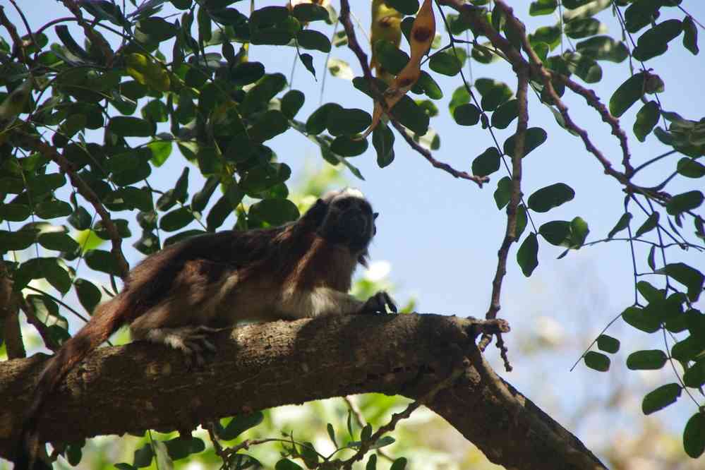 Carthagène-des-Indes : petit singe dans le parc du Centenaire, le 3 février 2018