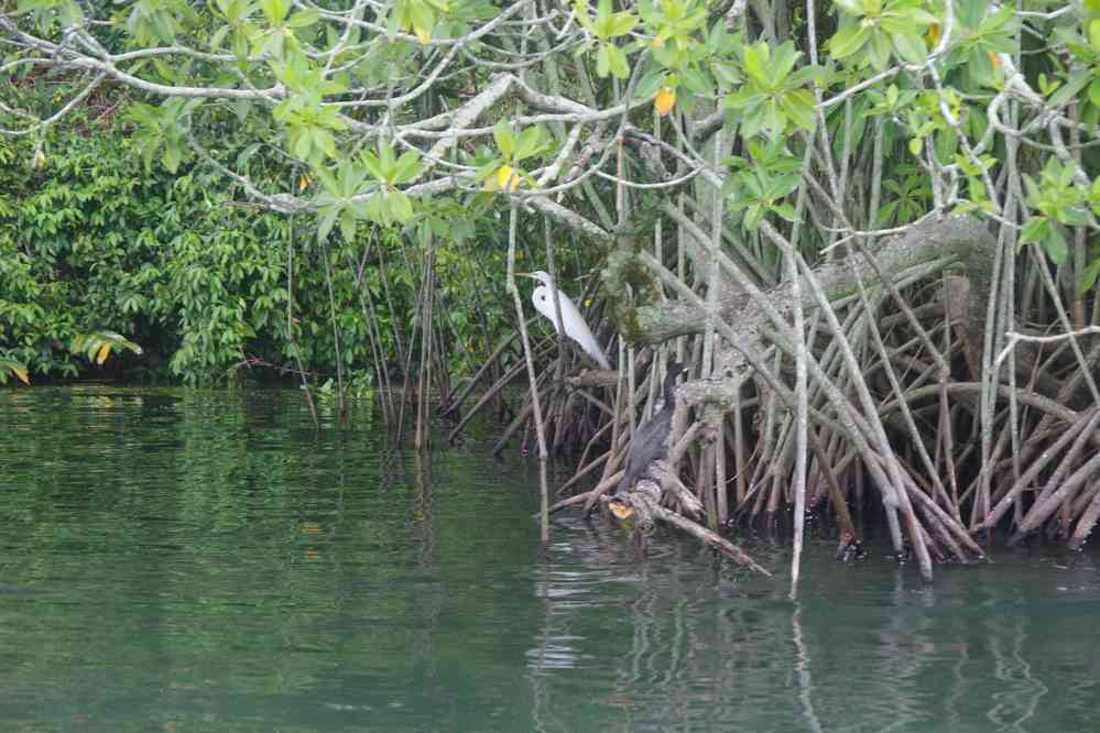Mangrove sur le Rio Dulce, le 19 février 2020