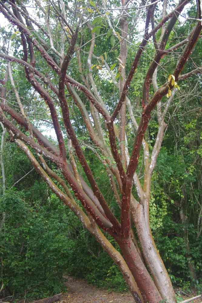 L’« arbre du gringo » à Tikal, le 21 février 2020