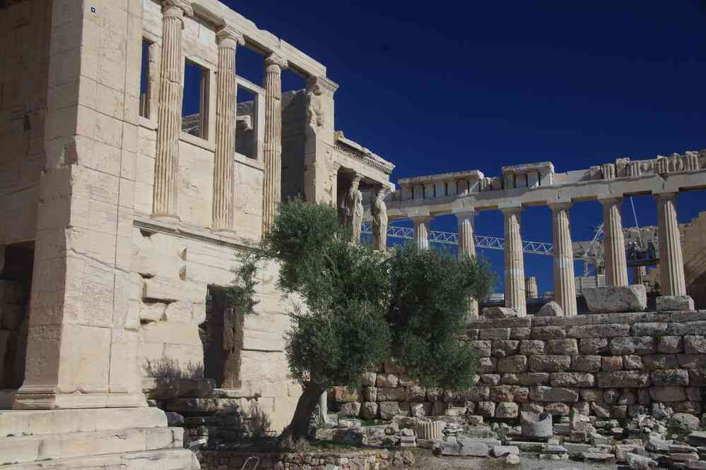 L’olivier sacré, en arrière-plan l’Érechthéion et le Parthénon, le 2 juillet 2021
