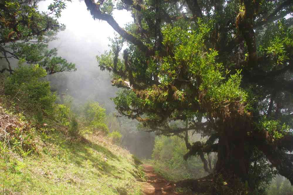 Randonnée sur le plateau Paul da Serra. En direction de Fanal (lauriers centenaires), le 7 mai 2022