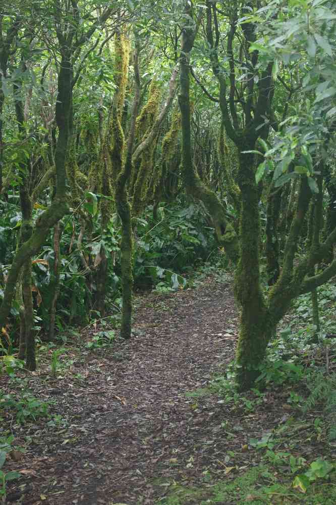 Randonnée en direction du volcan de Capelinhos. Passage en forêt sur les flancs d’un ancien cône volcanique, le 25 juin 2023