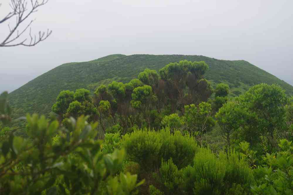 Randonnée en direction du volcan de Capelinhos. Passage en forêt sur les flancs d’un ancien cône volcanique, le 25 juin 2023