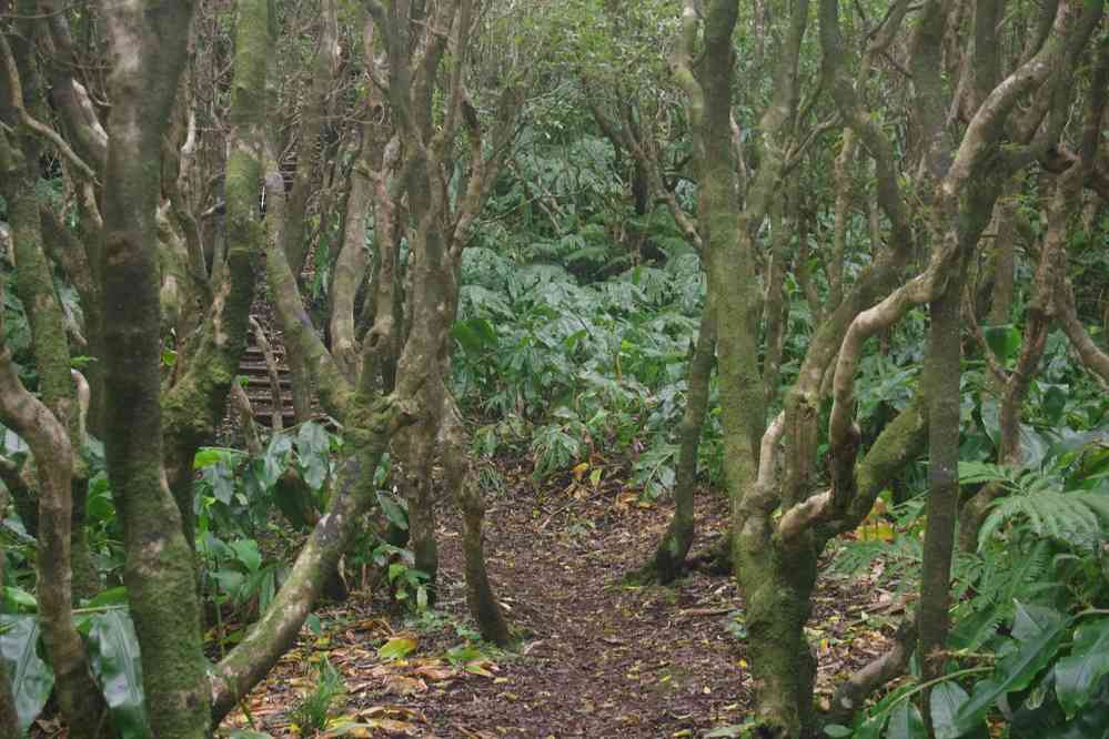 Randonnée en direction du volcan de Capelinhos. Passage en forêt sur les flancs d’un ancien cône volcanique, le 25 juin 2023