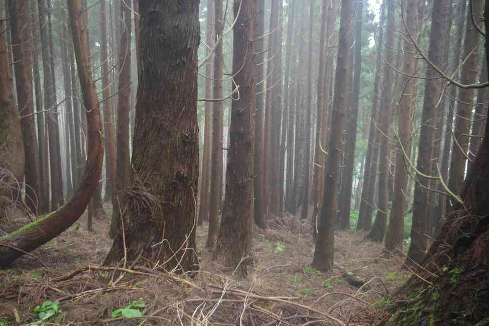 Forêt de cèdres du Japon (Cryptomeria japonica), le 26 juin 2023