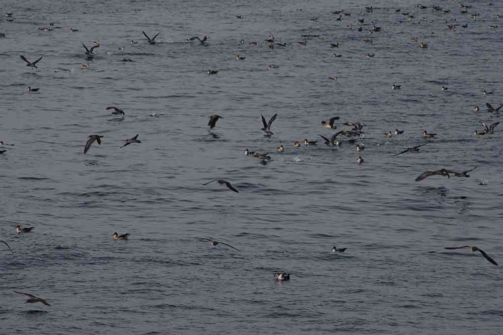 Vol de puffins cendrés (Calonectris borealis) en mer, entre Faial et Pico. Oiseau émettant la nuit de très étranges cris, ressemblant à des plaintes d’enfants, le 26 juin 2023