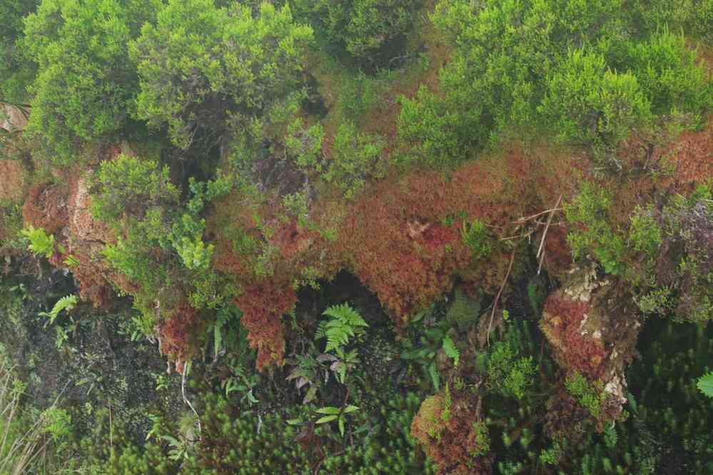 Une plante remarquable (sorte de mousse qui retient l’eau). Descente vers la fajã da Caldeira, le 27 juin 2023