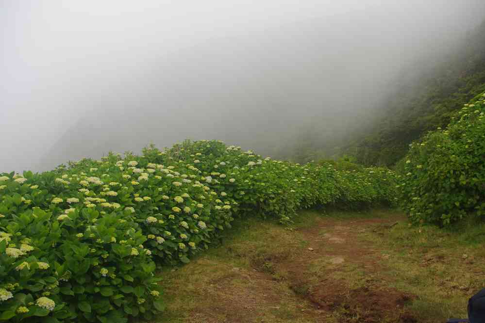 Haies d’hortensias dans le brouillard. Descente vers la fajã da Caldeira, le 27 juin 2023