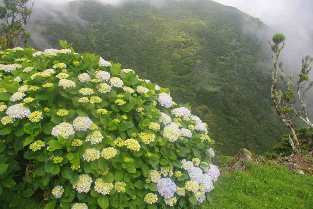 Descente vers la fajã da Caldeira. Haire d’hortensias, le 27 juin 2023