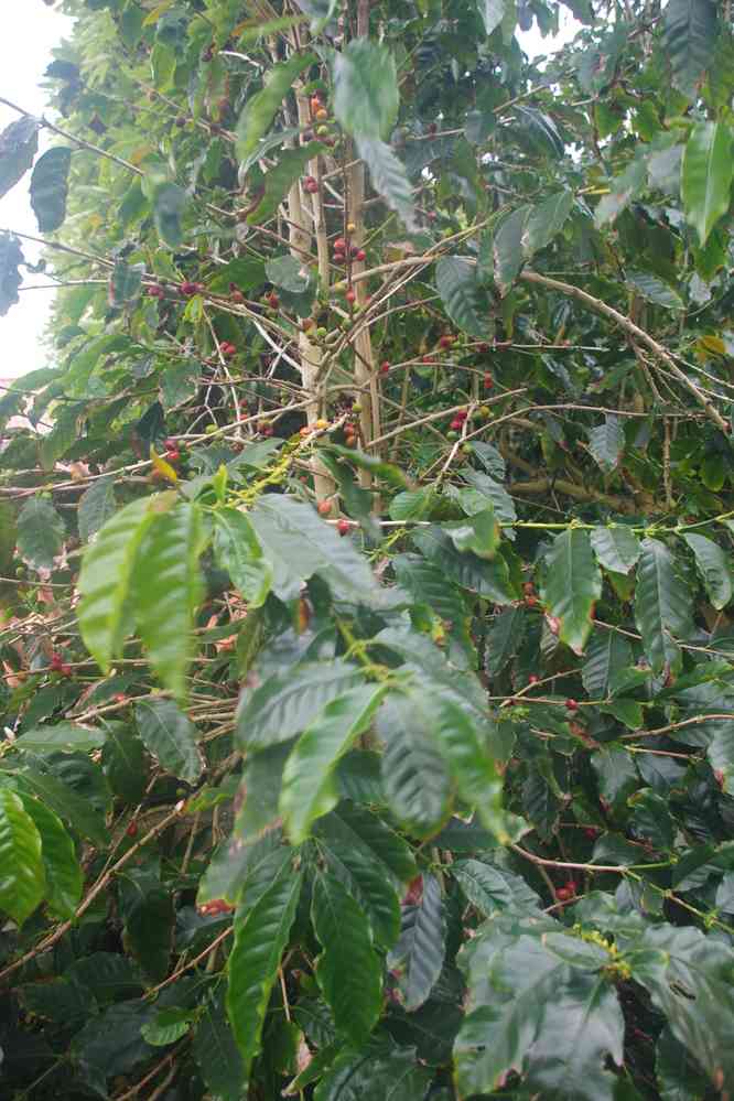 Igreja de São Sebastião, plantation de café, le 28 juin 2023