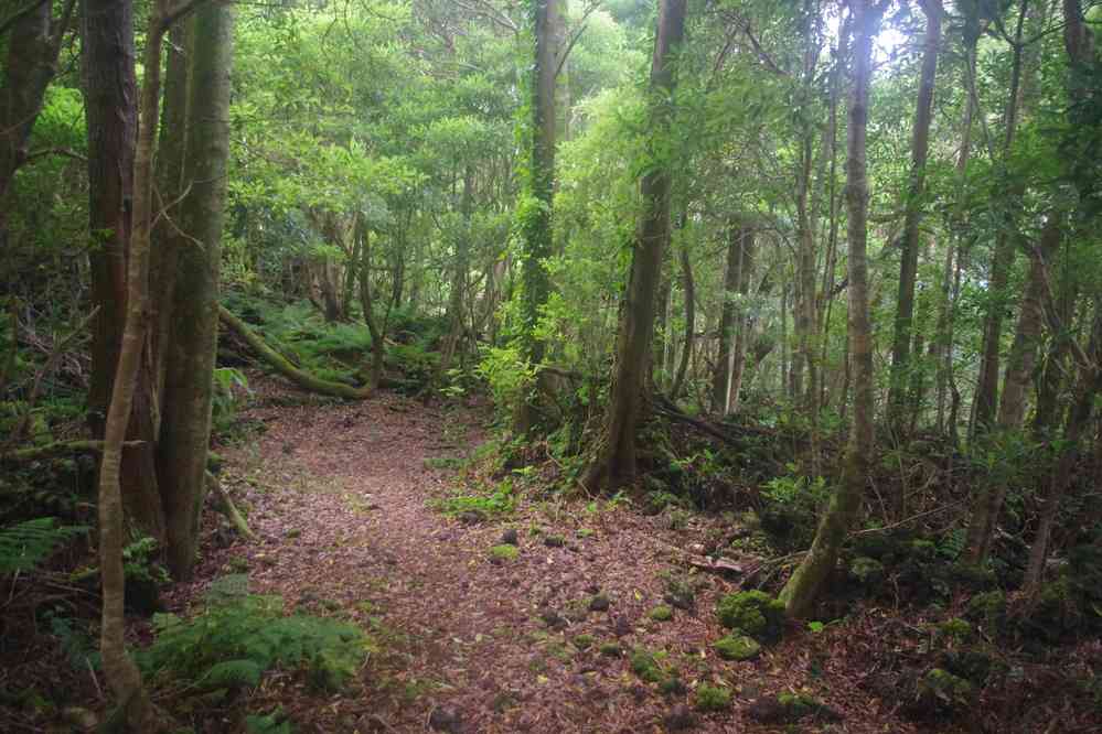 Île de Pico, randonnée en forêt. Près du lieu-dit Mistério da Prainha, le 29 juin 2023