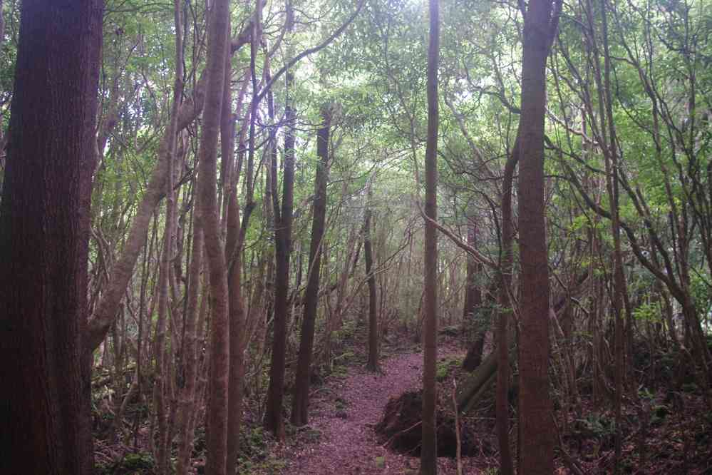 Île de Pico, randonnée en forêt. Près du lieu-dit Mistério da Prainha, le 29 juin 2023